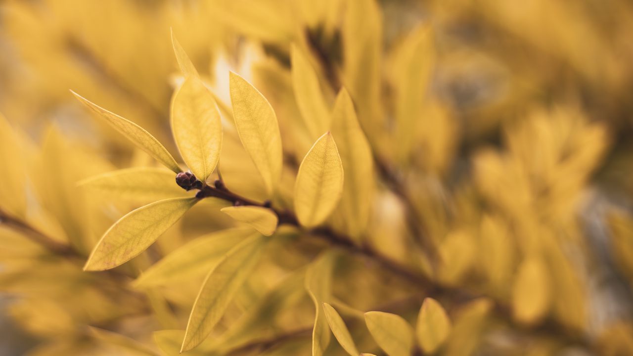 Wallpaper leaves, branch, blur, plant