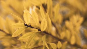 Preview wallpaper leaves, branch, blur, plant