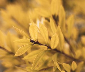 Preview wallpaper leaves, branch, blur, plant