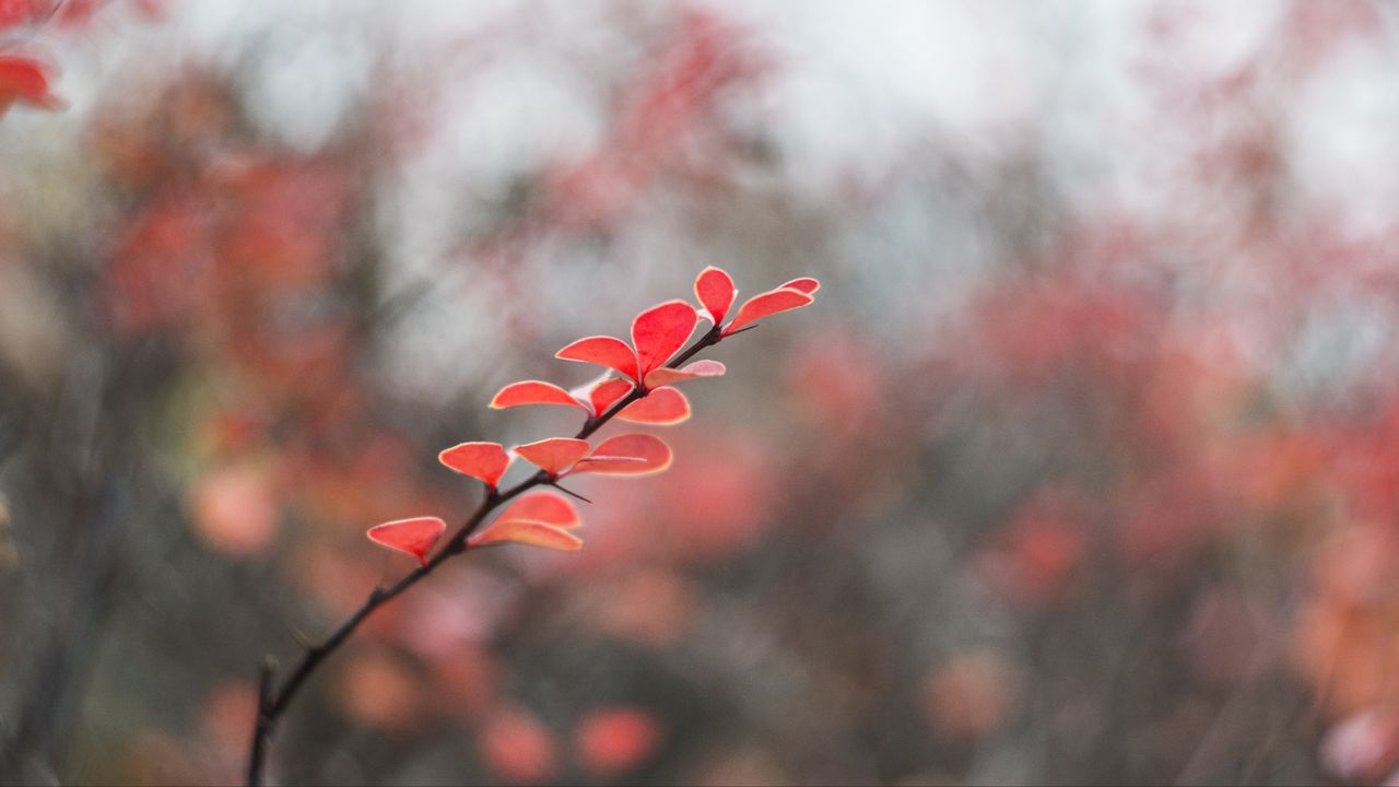 Wallpaper leaves, branch, blur, macro, red