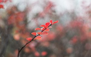 Preview wallpaper leaves, branch, blur, macro, red