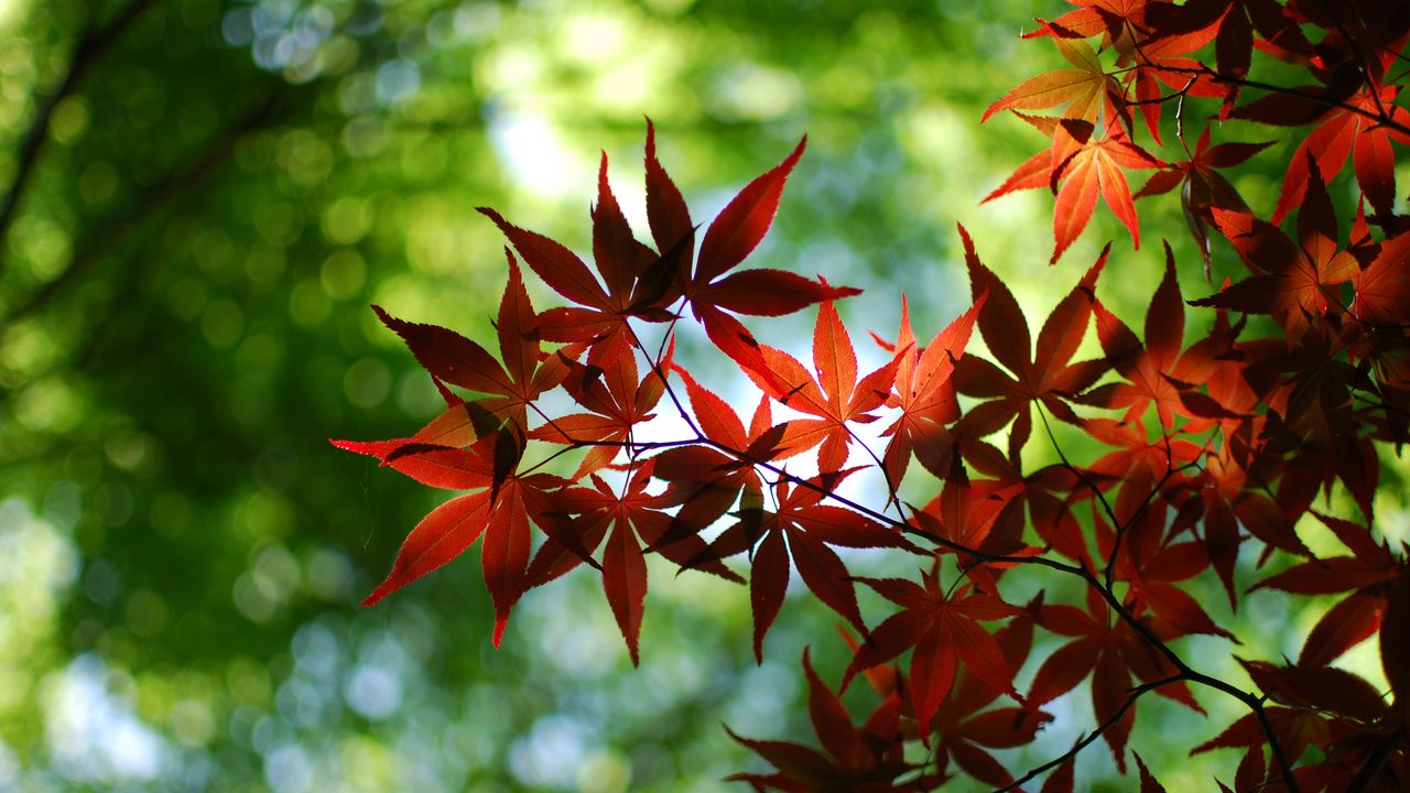 Wallpaper leaves, branch, blur, autumn, macro