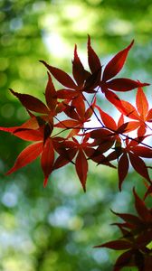 Preview wallpaper leaves, branch, blur, autumn, macro