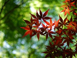 Preview wallpaper leaves, branch, blur, autumn, macro
