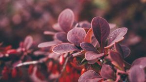 Preview wallpaper leaves, branch, blur, macro