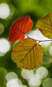 Preview wallpaper leaves, branch, bokeh, macro, blur