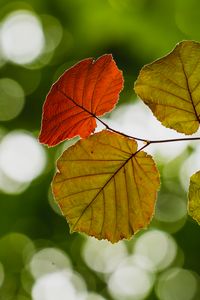 Preview wallpaper leaves, branch, bokeh, macro, blur