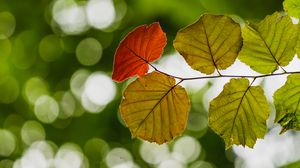 Preview wallpaper leaves, branch, bokeh, macro, blur