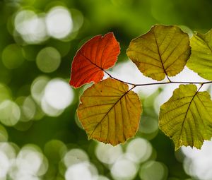 Preview wallpaper leaves, branch, bokeh, macro, blur