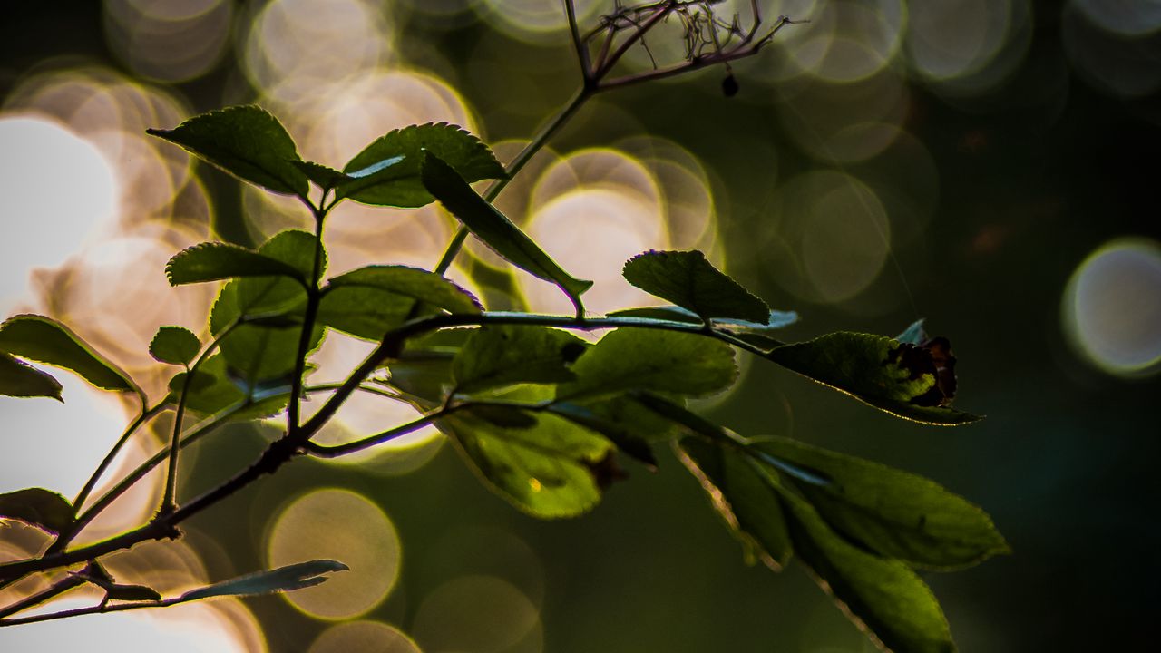 Wallpaper leaves, branch, bokeh, macro