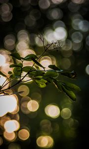 Preview wallpaper leaves, branch, bokeh, macro