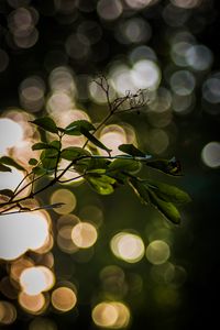 Preview wallpaper leaves, branch, bokeh, macro