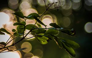 Preview wallpaper leaves, branch, bokeh, macro