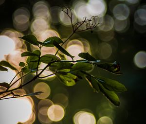 Preview wallpaper leaves, branch, bokeh, macro