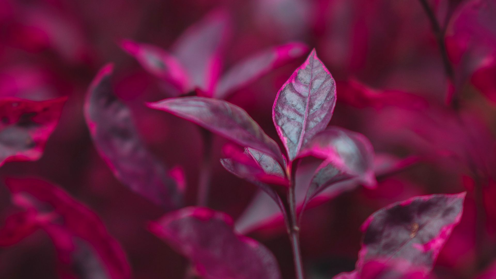 Download wallpaper 1920x1080 leaves, branch, bush, red full hd, hdtv