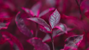 Preview wallpaper leaves, branch, bush, red