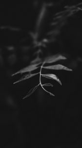 Preview wallpaper leaves, branch, bw, macro