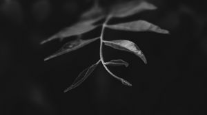 Preview wallpaper leaves, branch, bw, macro