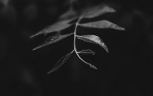 Preview wallpaper leaves, branch, bw, macro