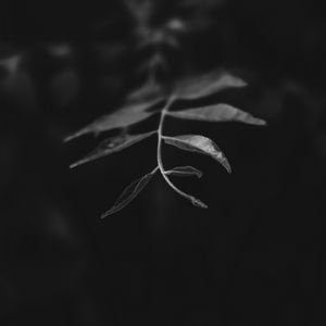 Preview wallpaper leaves, branch, bw, macro