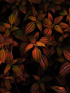 Preview wallpaper leaves, branch, carved, orange, dark