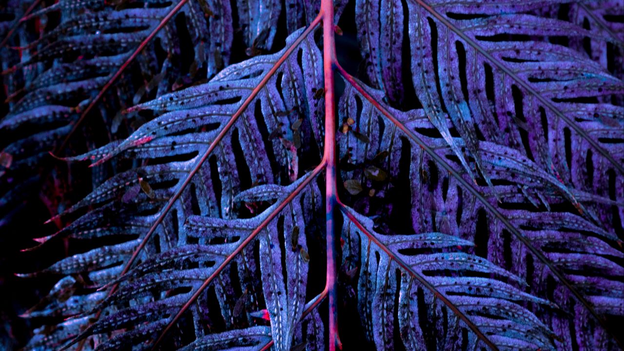 Wallpaper leaves, branch, carved, purple