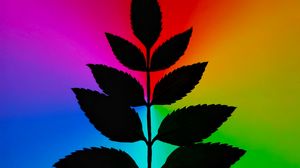 Preview wallpaper leaves, branch, colorful