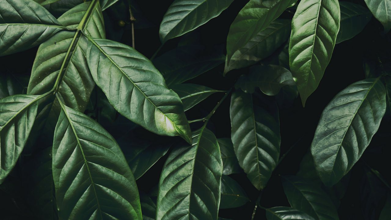 Wallpaper leaves, branch, dark green, glossy, plant