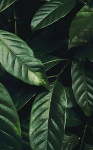 Preview wallpaper leaves, branch, dark green, glossy, plant