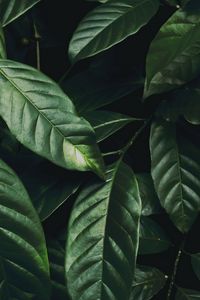 Preview wallpaper leaves, branch, dark green, glossy, plant