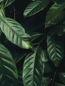 Preview wallpaper leaves, branch, dark green, glossy, plant