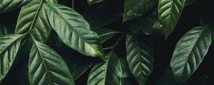 Preview wallpaper leaves, branch, dark green, glossy, plant