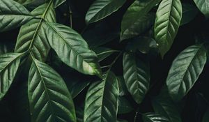 Preview wallpaper leaves, branch, dark green, glossy, plant