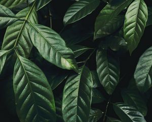 Preview wallpaper leaves, branch, dark green, glossy, plant