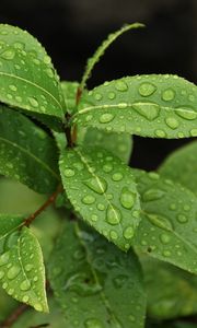 Preview wallpaper leaves, branch, drop, macro, wet