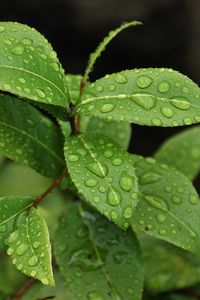 Preview wallpaper leaves, branch, drop, macro, wet
