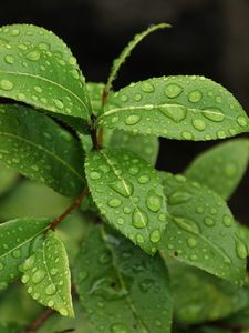 Preview wallpaper leaves, branch, drop, macro, wet