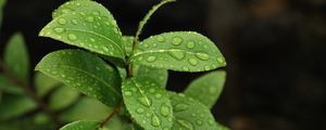 Preview wallpaper leaves, branch, drop, macro, wet