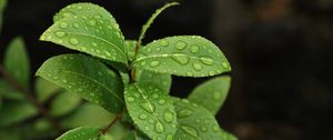 Preview wallpaper leaves, branch, drop, macro, wet