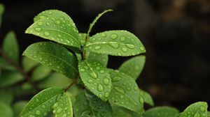 Preview wallpaper leaves, branch, drop, macro, wet