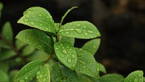 Preview wallpaper leaves, branch, drop, macro, wet