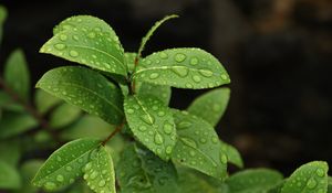 Preview wallpaper leaves, branch, drop, macro, wet
