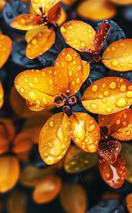 Preview wallpaper leaves, branch, drops, moisture, dew, macro, plant