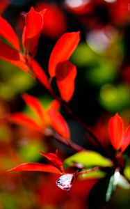 Preview wallpaper leaves, branch, drops, water, macro, red