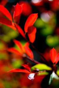 Preview wallpaper leaves, branch, drops, water, macro, red