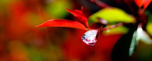 Preview wallpaper leaves, branch, drops, water, macro, red