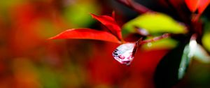 Preview wallpaper leaves, branch, drops, water, macro, red