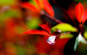 Preview wallpaper leaves, branch, drops, water, macro, red