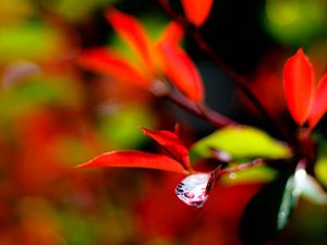 Preview wallpaper leaves, branch, drops, water, macro, red