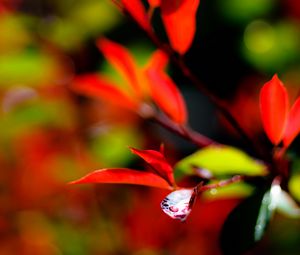 Preview wallpaper leaves, branch, drops, water, macro, red